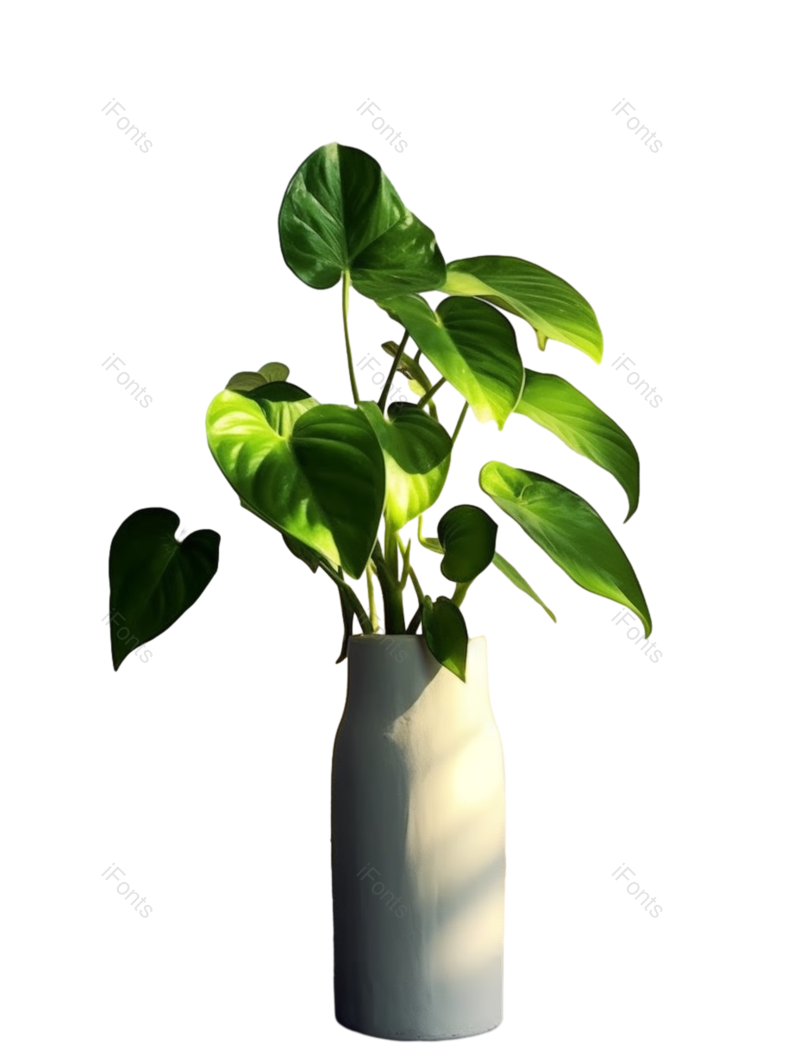 盆栽植物图片,风景元素,植物PNG,阳光免抠素材